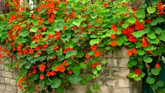 Ho coltivato questo fiore per anni e non sapevo che si potesse mangiare